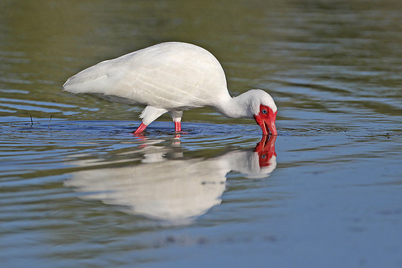 White Ibis Foraging in a Shallow Pond