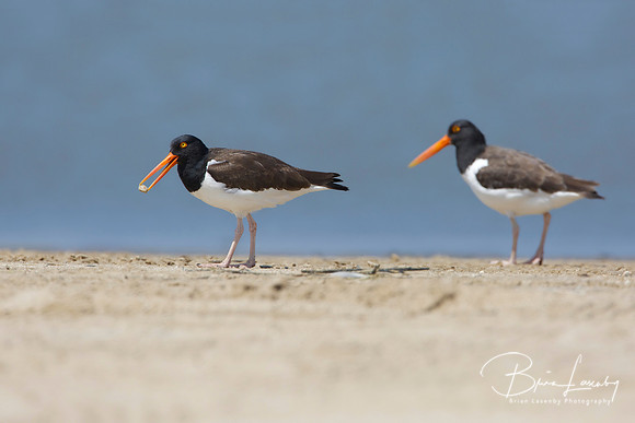 Pair of American Oystercatchers on a Beach