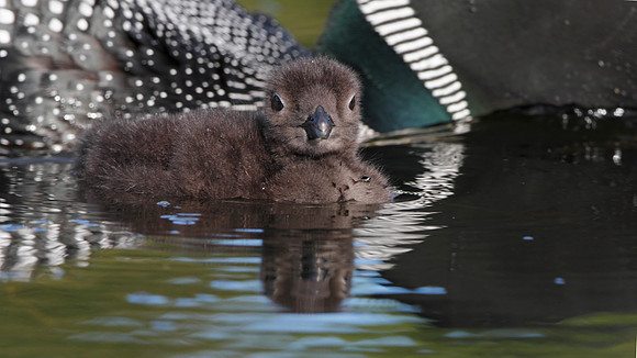 Baby Common Loon (Gavia immer) - Ontario, Canada