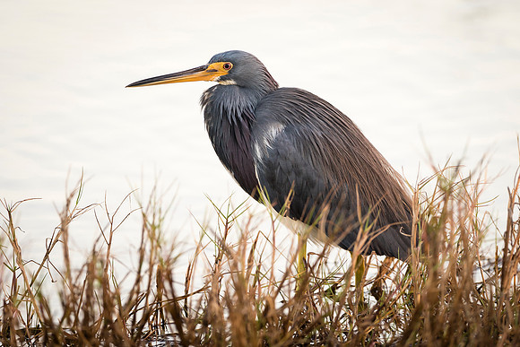 Tricolored Heron at the Edge of a Marsh - Florida