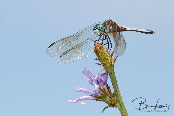 Male Blue Dasher