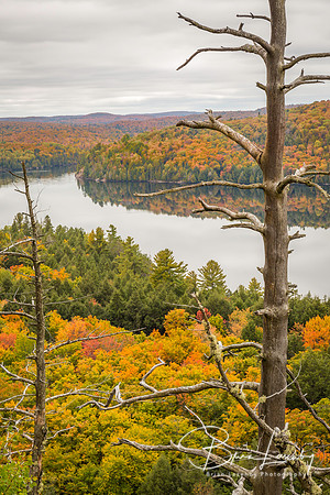 Autumn Lake and Dead Pine - Ontario, Canada