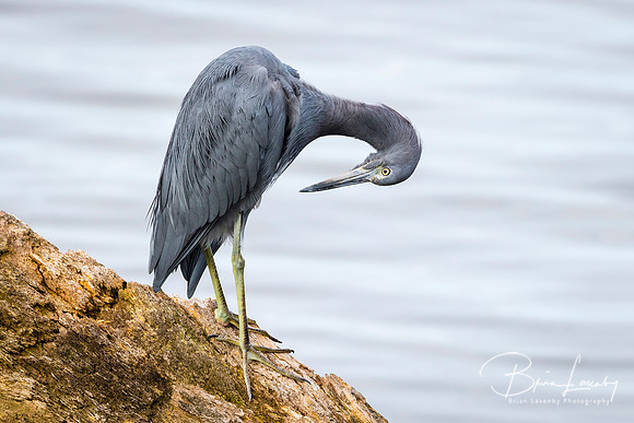 Little Blue Heron Preening its Feathers - Florida