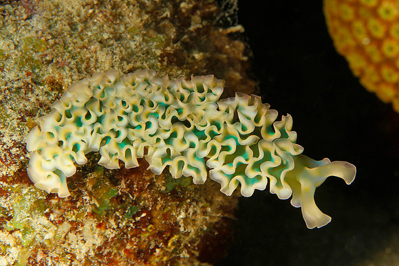 Lettuce Sea Slug