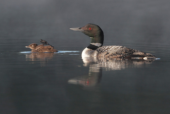 Common Loon Swimming with Young Chick