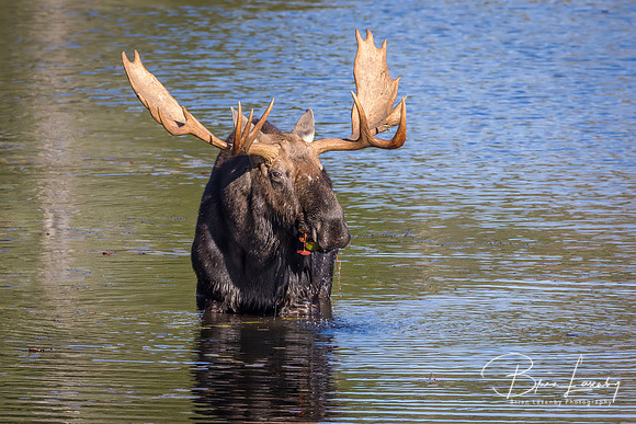 Large Bull Moose Foraging at the Edge of a Lake in Autumn