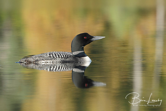 Common Loon on a Lake in Autumn - Haliburton, Ontario