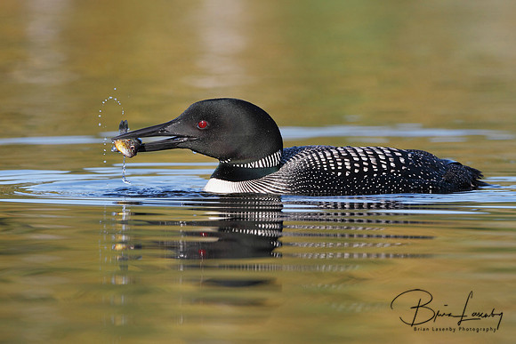 Common Loon Catching a Sunfish