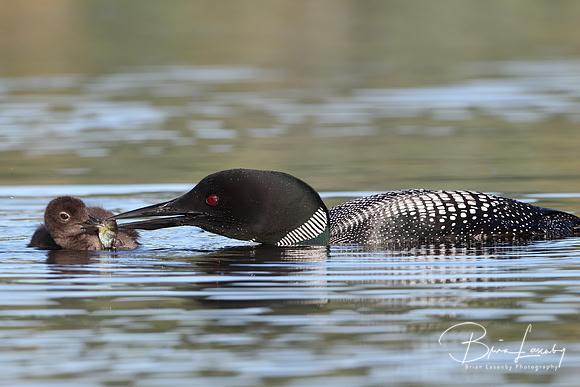 Common Loon (Gavia immer) Feeding a Fish to its Baby