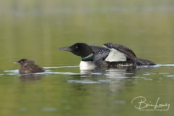 Common Loon (Gavia immer) and Baby - Haliburton, Ontario, Canada
