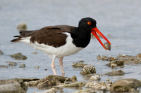 American Oystercatcher with a shell in its beak - Bonaire, Nethe