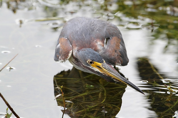 Tricolored Heron