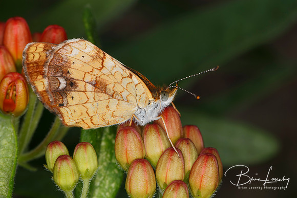 Female Pearly Crescentspot Butterfly on Butterfly Milkweed
