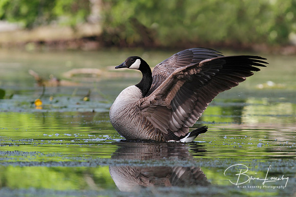 Canada Goose Flapping its Wings
