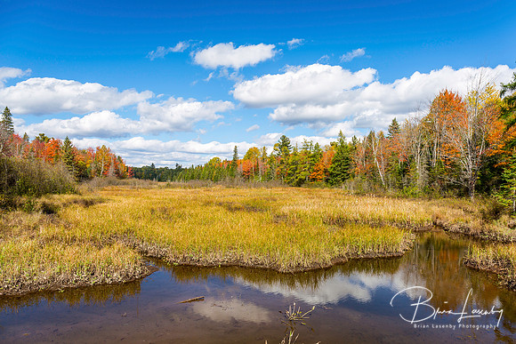 Autumn Bog and Fall Colors - Ontario, Canada