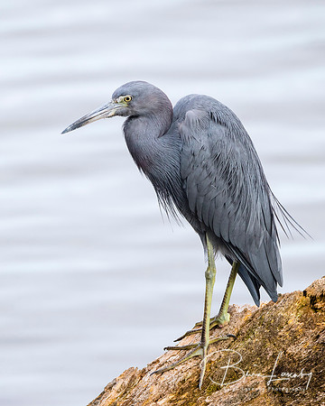 Little Blue Heron Perched on a Log - Florida