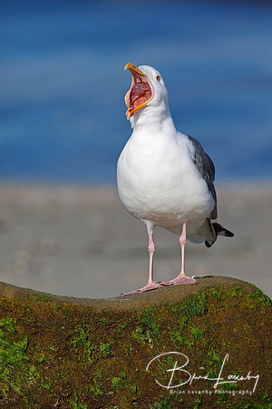 California Gull calling from a rock on a beach