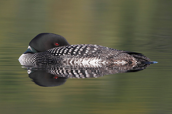 Common Loon Resting on the Water - Halibrton, Ontario