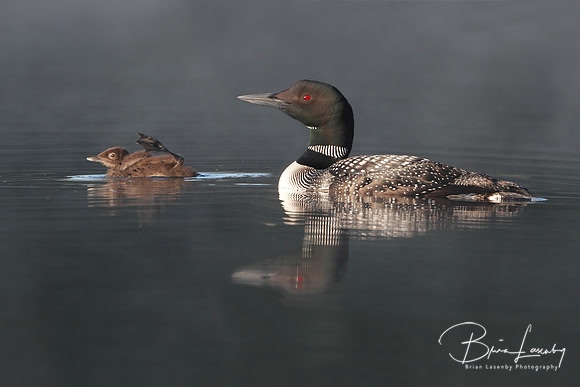 Common Loon Swimming with Young Chick