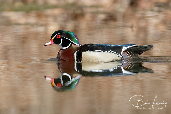 Male Wood Duck - Grand Bend, ON