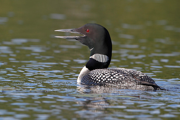 Common Loon (Gavia immer) - Haliburton, Ontario, Canada
