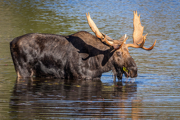 Large Bull Moose Foraging at the Edge of a Lake in Autumn
