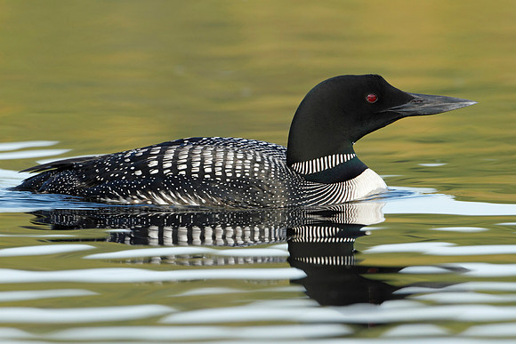 Common Loon - Haliburton, Ontario
