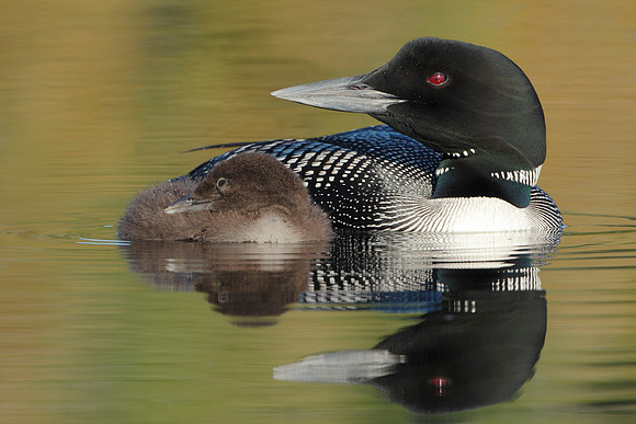 Common Loon (Gavia immer)