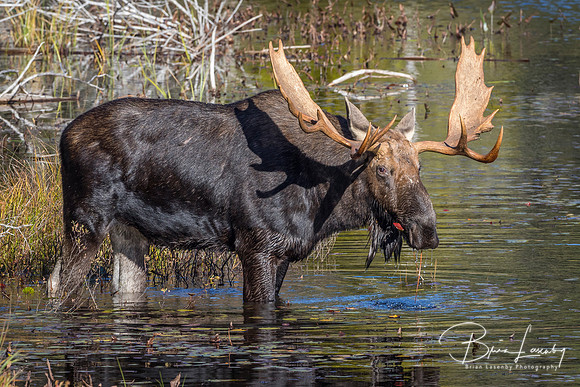 Large Bull Moose Foraging at the Edge of a Lake in Autumn