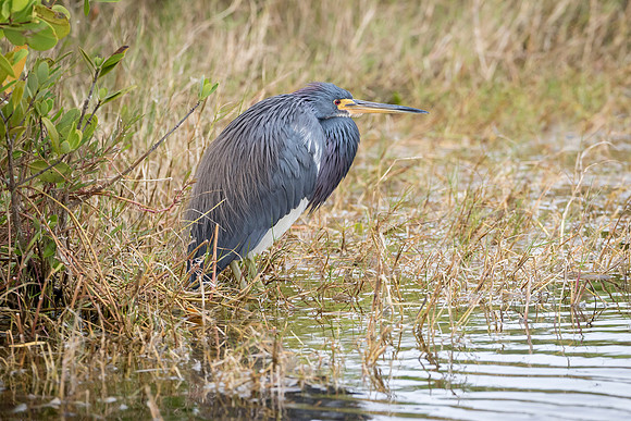 Tricolored Heron at the edge of a Florida Marsh