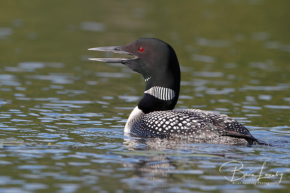 Common Loon (Gavia immer) - Haliburton, Ontario, Canada