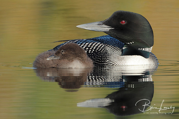 Common Loon (Gavia immer)