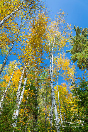 White Birch Trees (Betula papyrifera) in Autumn Against a Blue S