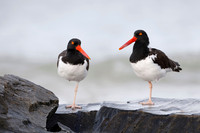 Pair of American Oystercatchers perched on some rocks - Honeymoo