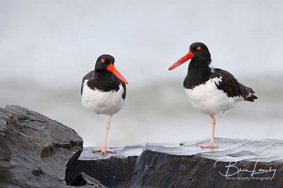 Pair of American Oystercatchers perched on some rocks - Honeymoo