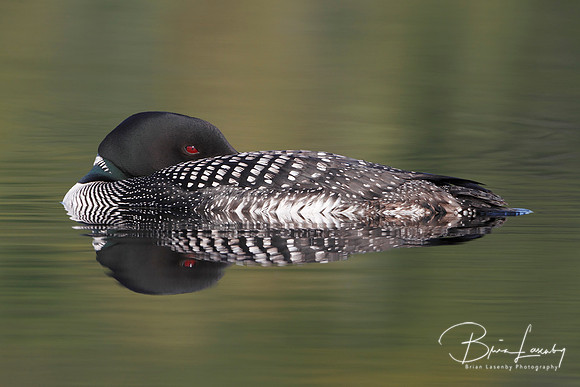 Common Loon Resting on the Water - Halibrton, Ontario