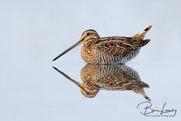 Wilson's Snipe
