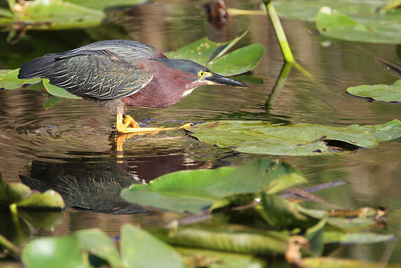 Green Heron