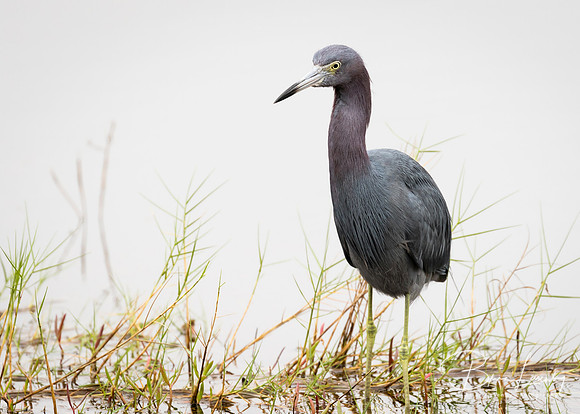 Little Blue Heron Wading in a Florida Marsh