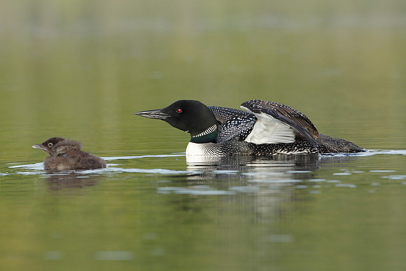 Common Loon (Gavia immer) and Baby - Haliburton, Ontario, Canada