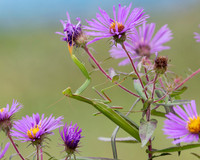 Praying Mantis on a New England Aster waiting to ambush its prey
