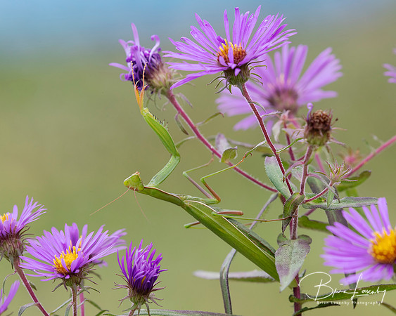 Praying Mantis on a New England Aster waiting to ambush its prey