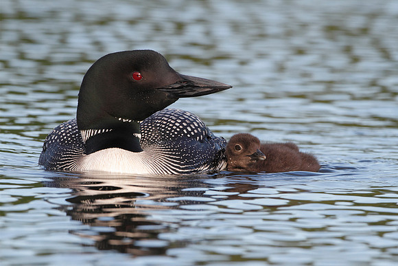 Common Loon Swimming with Young Chick at its Side
