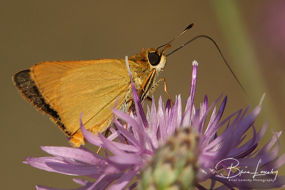 Skipper on Spotted Knapweed
