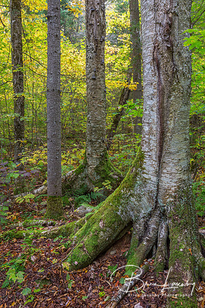 Yellow Birch Trunk