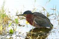 Green Heron Stalking its Prey - Florida