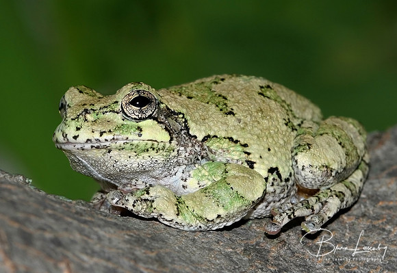 Gray Tree Frog