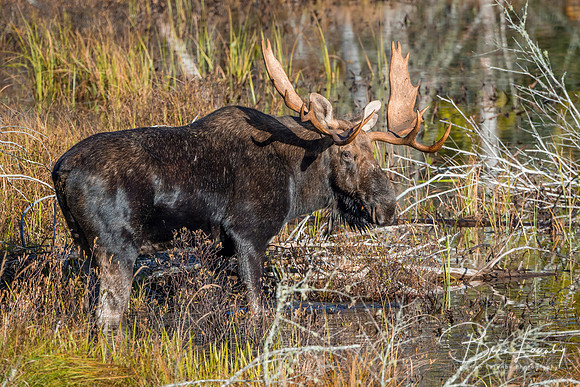 Large Bull Moose Foraging at the Edge of a Lake in Autumn
