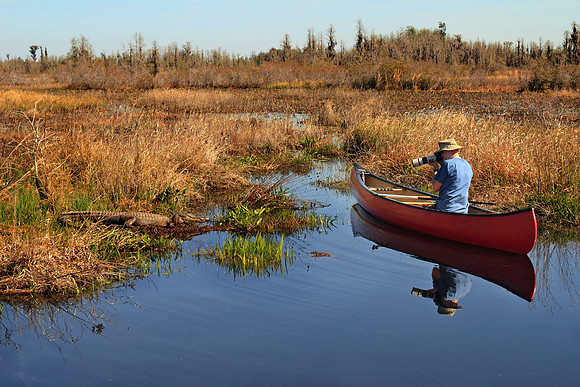 Photographing an Alligator
