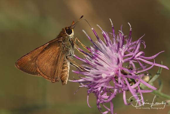 Skipper on Spotted Knapweed